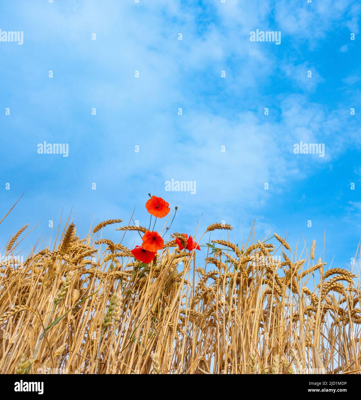 Papaveri che crescono in campo di grano sotto il cielo blu. Vista ad angolo basso Foto Stock