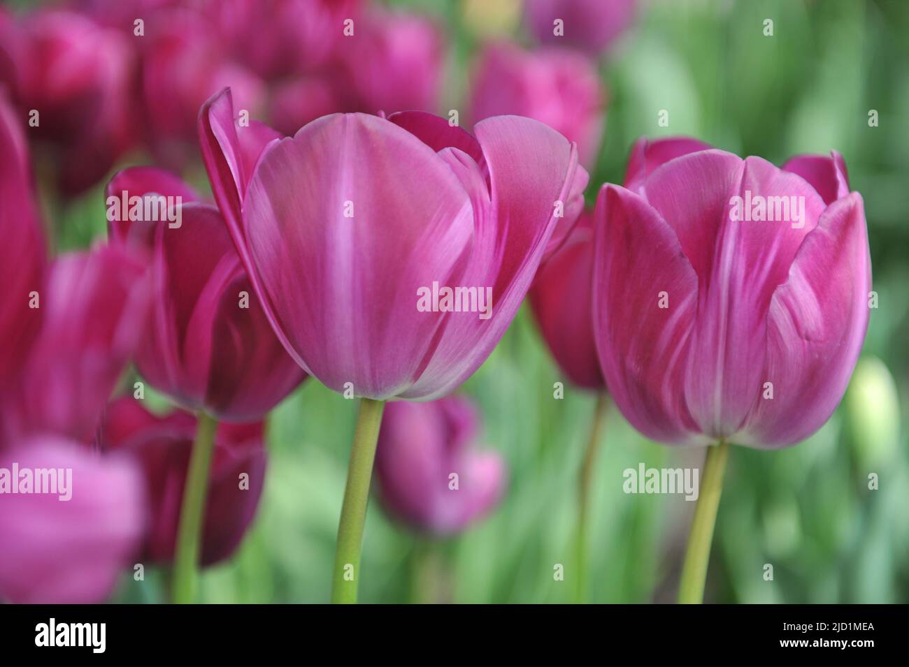 Tulipani viola Triumph (Tulipa) Paarse Graffiti fioriscono in un giardino nel mese di aprile Foto Stock