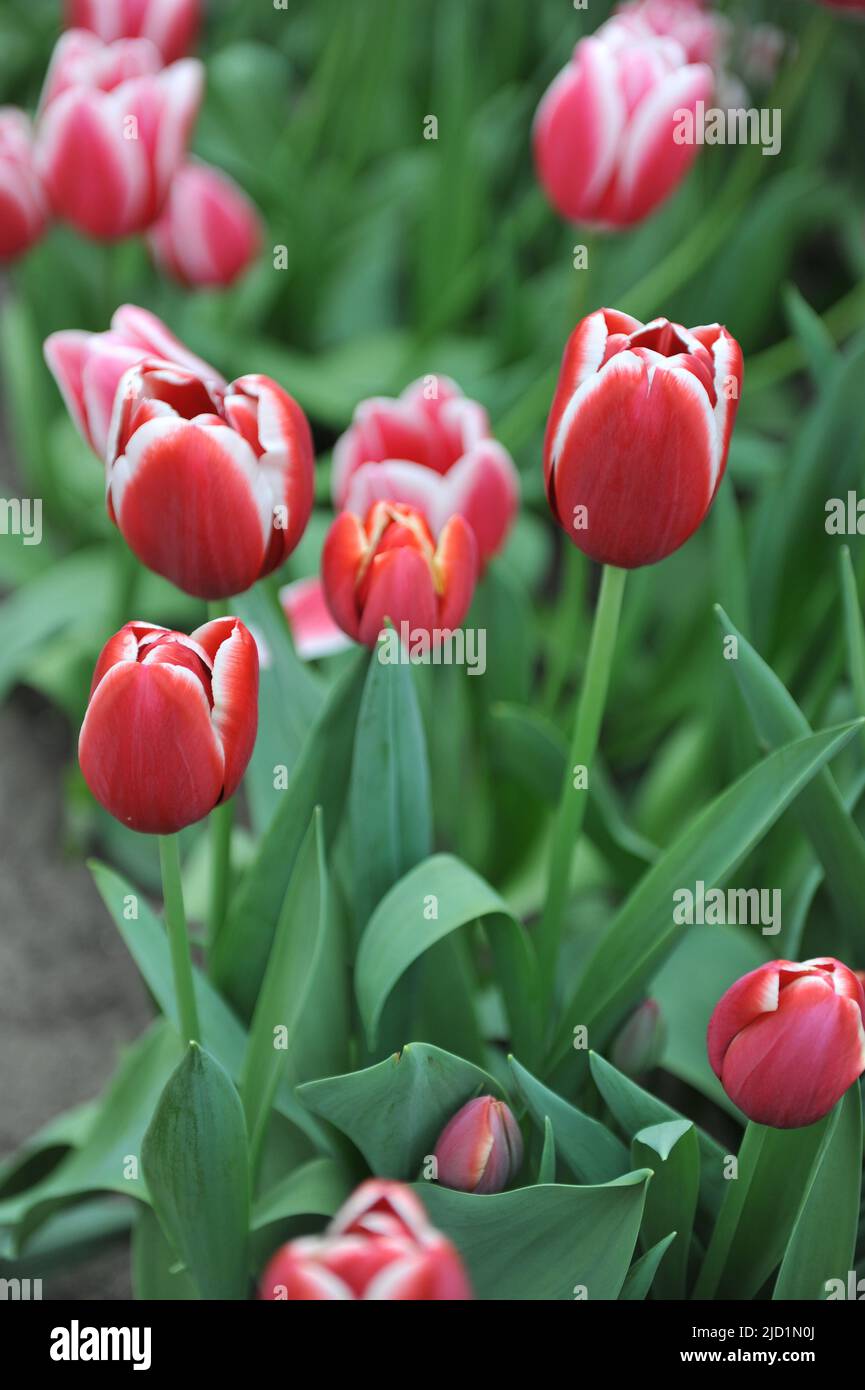 Rosso con bordi bianchi tulipani Triumph (Tulipa) Paradise City fiorisce in un giardino nel mese di aprile Foto Stock