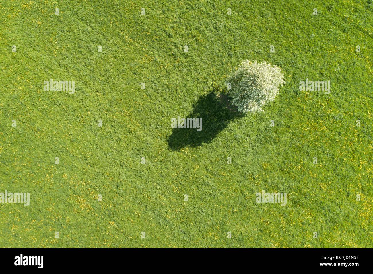 Vista aerea di un solitario albero di pera in fiore bianco e le sue ombre calate su un prato verde, Oetwil am See nell'Oberland di Zurigo, Svizzera Foto Stock