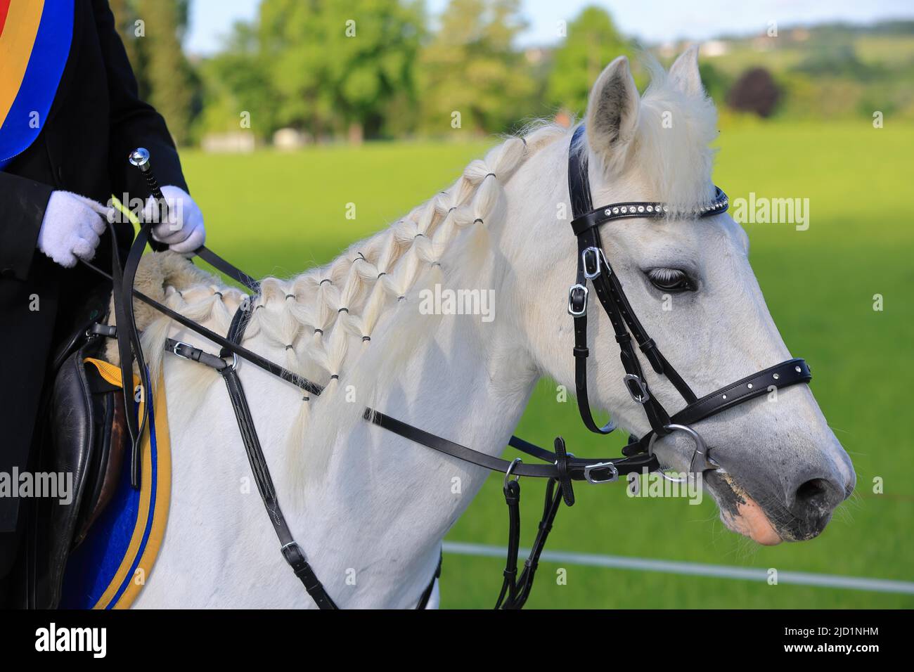 Giro di sangue, processione equestre, seguito mane cavallo, cavallo, cavallo bianco, Weingarten, alta Svevia, Baden-Wuerttemberg, Germania Foto Stock