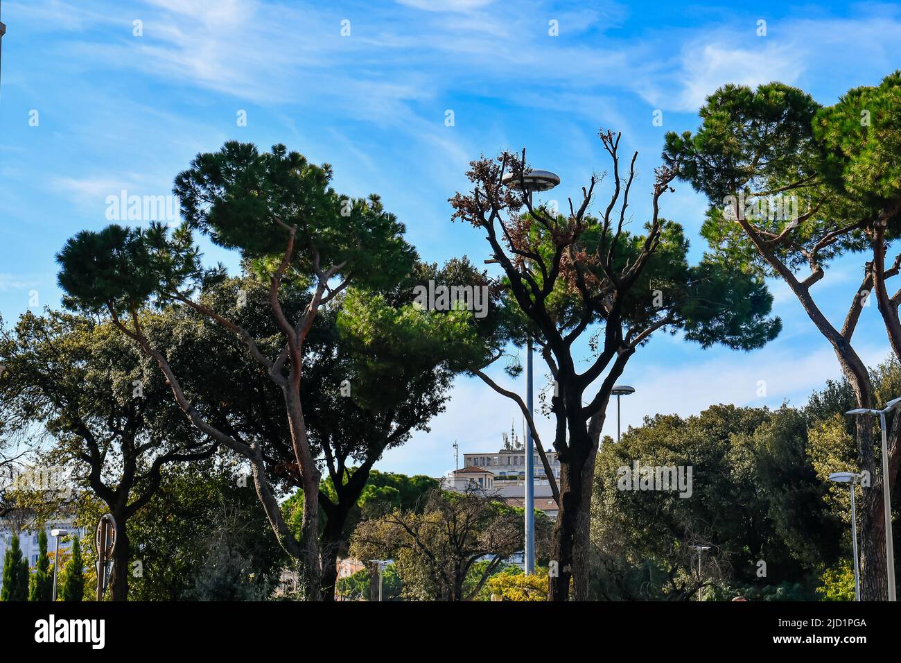 Pino di pietra, nome botanico Pinus pinea, aka pino di pietra italiano, pino ombrello e pino parasolo, a Roma, Italia. Foto di alta qualità Foto Stock
