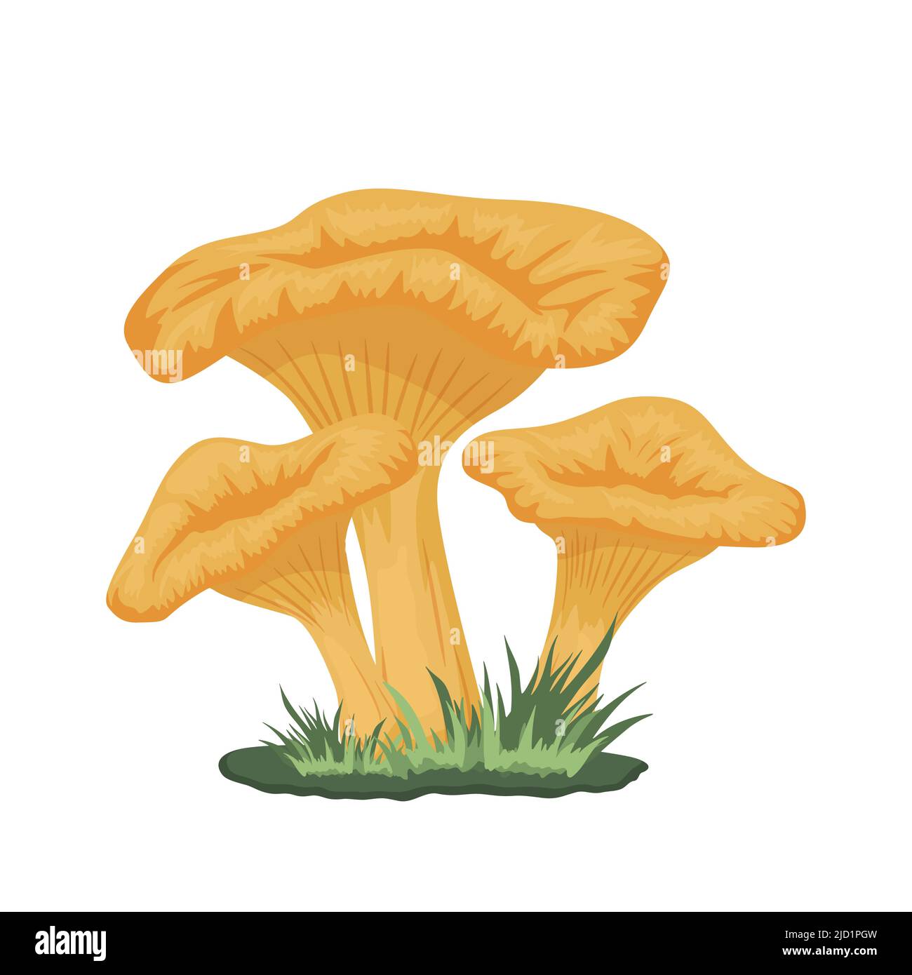 Vettore tre Chanterelle funghi sul prato. Set di funghi Cartoon giallo Chanterelle disegnato a mano isolato. Modello di progetto, clipart. Cantarello Illustrazione Vettoriale