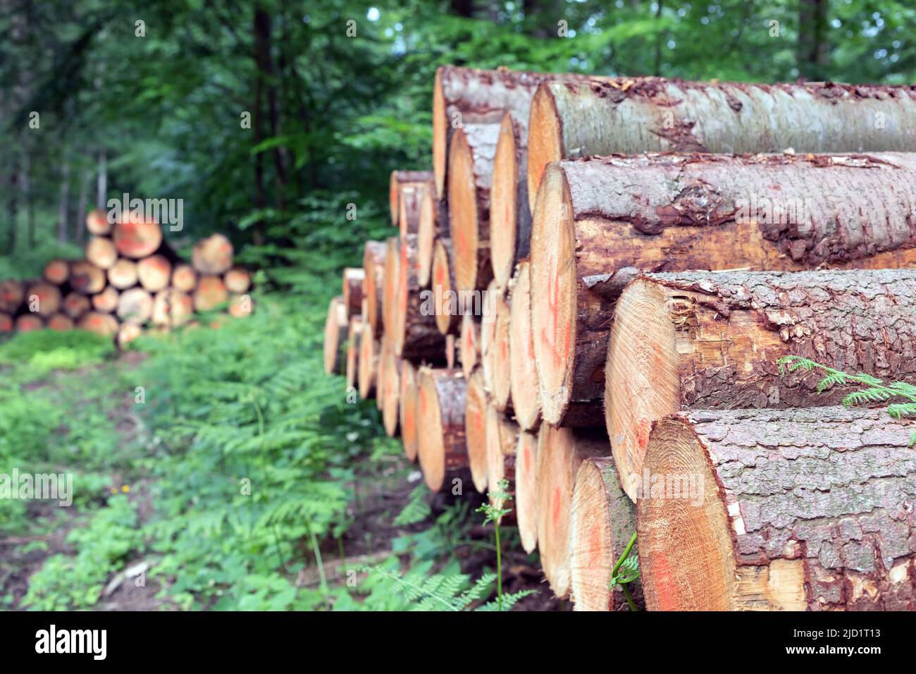 stack con log nella foresta Foto Stock