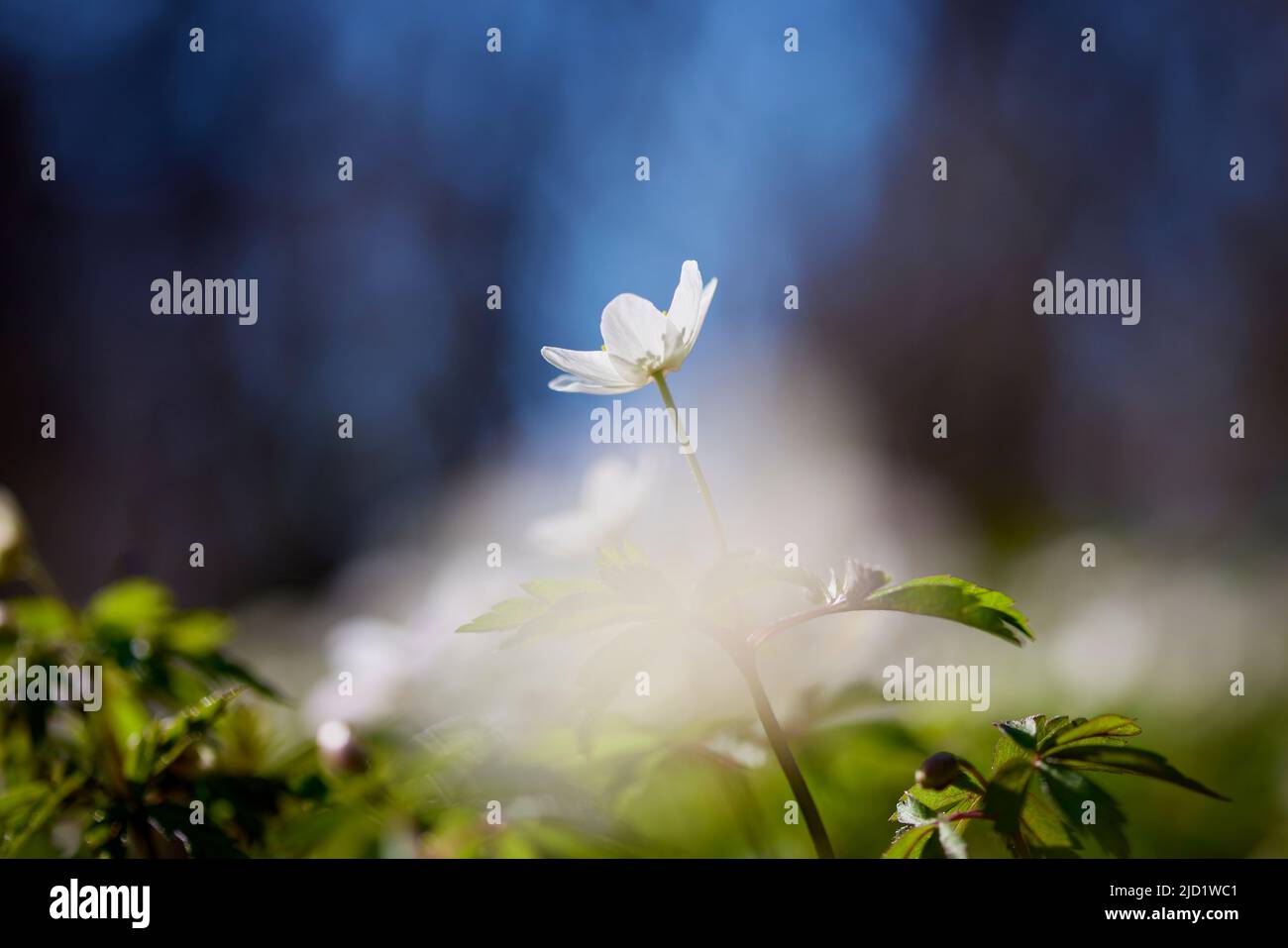 Primo piano di anemone fiore Foto Stock