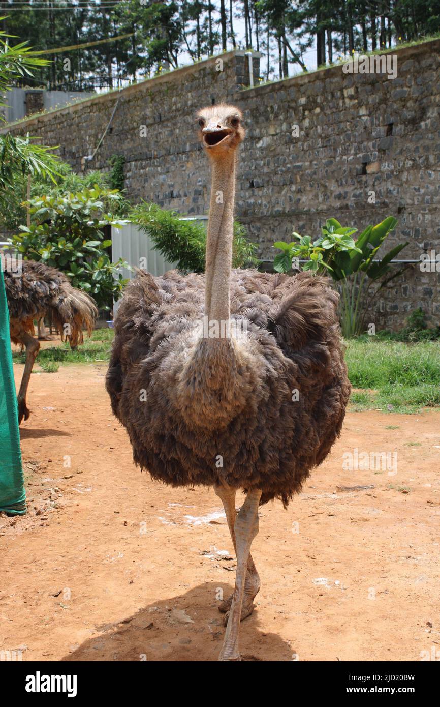 Uno struzzo comune (Struthio camelus) Foto Stock