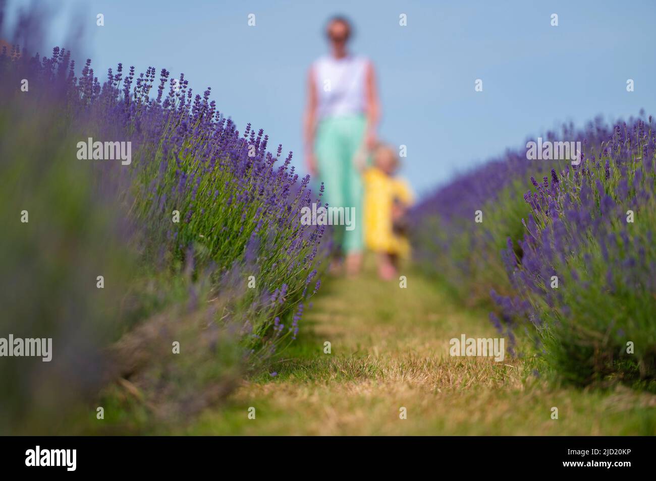 Banstead, Surrey, Regno Unito. 17 giugno 2022. Con temperature nel sud-est a causa dei 30 gradi superiori, una visita alla fattoria di lavanda Mayfield a Surrey assomiglia alla Provenza nel caldo di metà estate. (Modello di immagini rilasciato per uso editoriale). Jessica di 28 mesi da Epsom Godetevi la fioritura della lavanda (consenso dei genitori dato). Credit: Malcolm Park/Alamy Live News Foto Stock