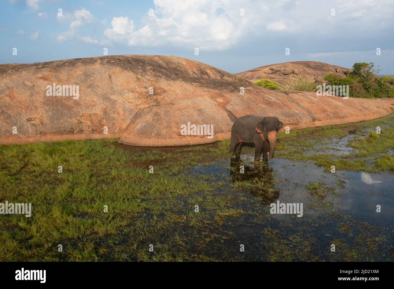 Vista dall'alto dell'elefante sulla riva di un fiume nel suo habitat naturale mangia l'erba. Baia di Arugo Sri Lanka. Foto Stock