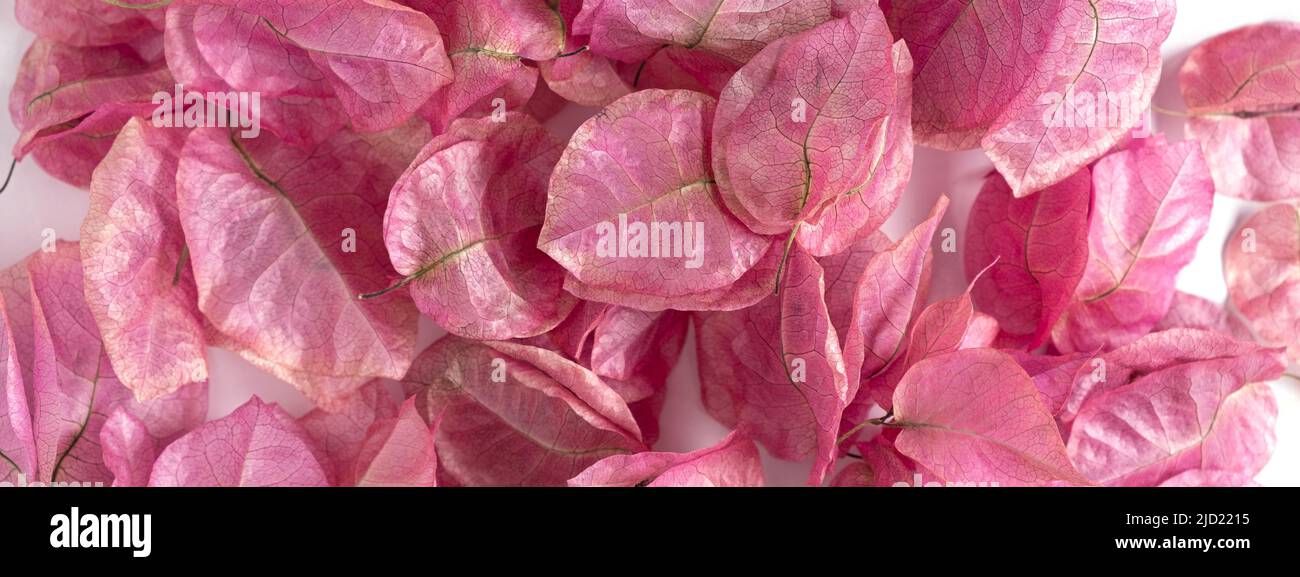 fiori rosa secco bougainvillea piante. Sfondo per bellezza, cosmetici, spazio copia, mockup Foto Stock