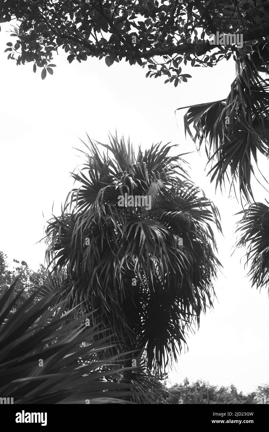 Belle palme tropicali che crescono nel prato in bianco e nero. Foto Stock