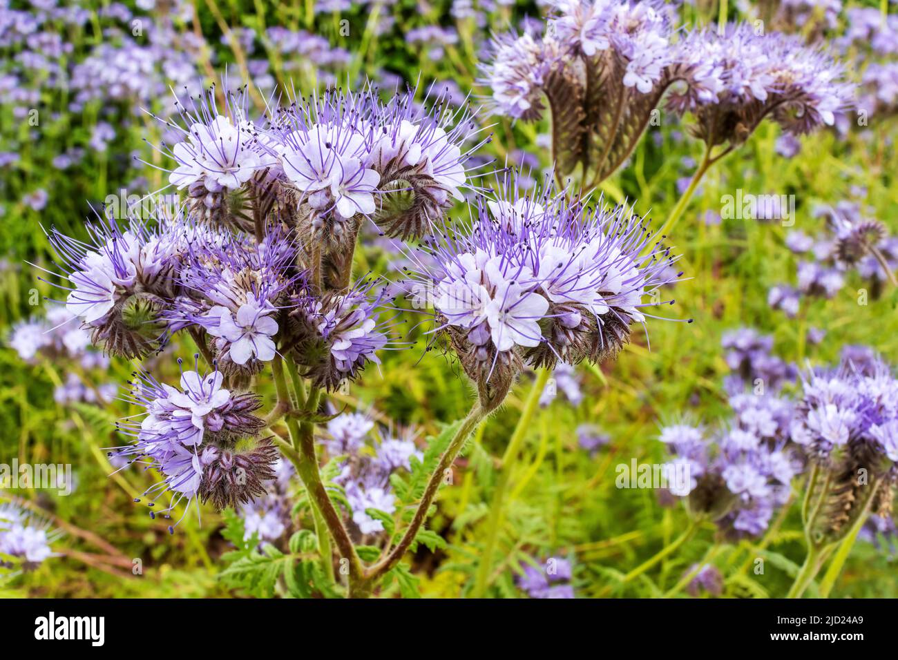 Fiori viola di Phacelia tanacetifolia anche fidleneck wildflower in un giardino. Foto Stock