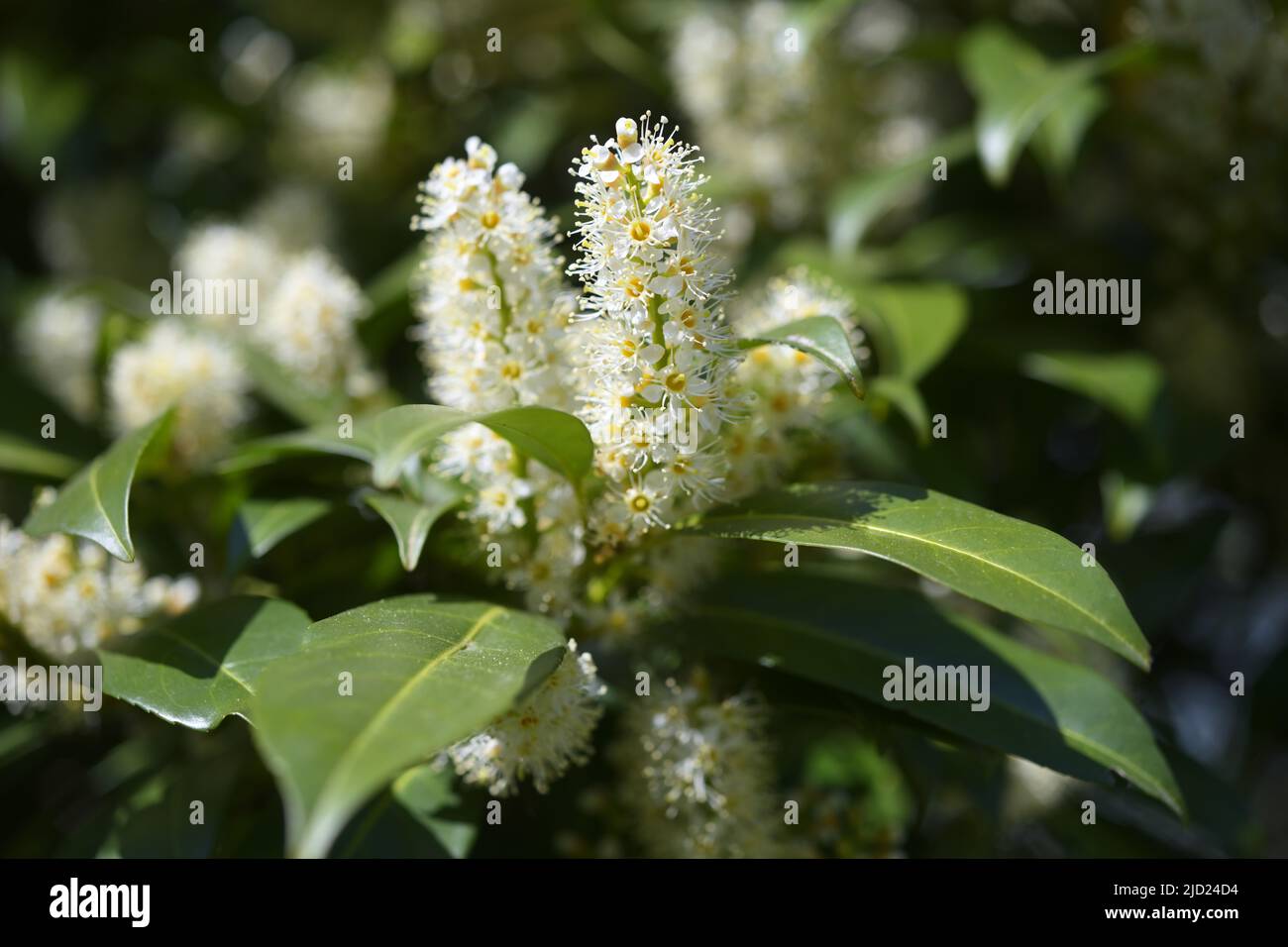 Ciliegio Laurel, Prunus laurocerasus Foto Stock