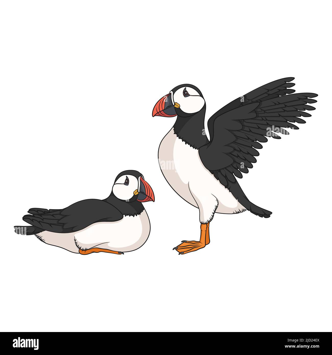 Illustrazioni colorate con uccello in puffin. Oggetti vettoriali isolati su sfondo bianco. Illustrazione Vettoriale