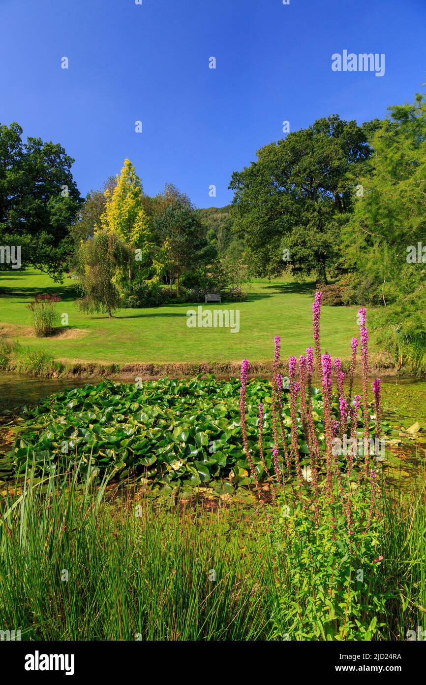 Una vista sul laghetto di ninfee a Burrow Farm Gardens, creato da Mary Benger nr Axminster, Devon, Inghilterra, Regno Unito Foto Stock