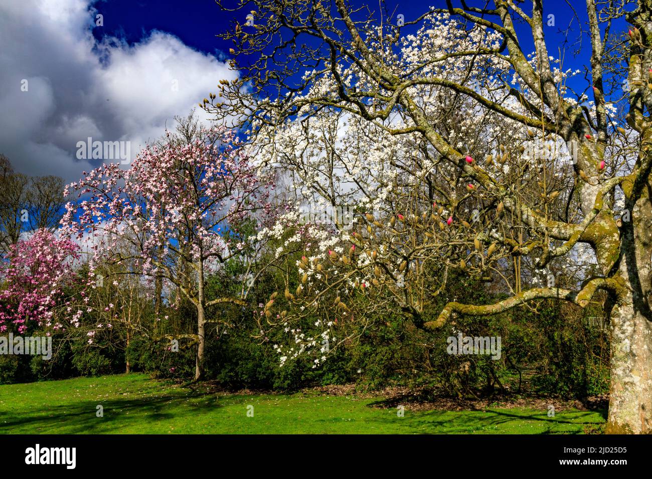 Primavera colorata fioritura dell'albero magnolia a Knightshayes Court, nr. Tiverton, Devon, Inghilterra, Regno Unito Foto Stock