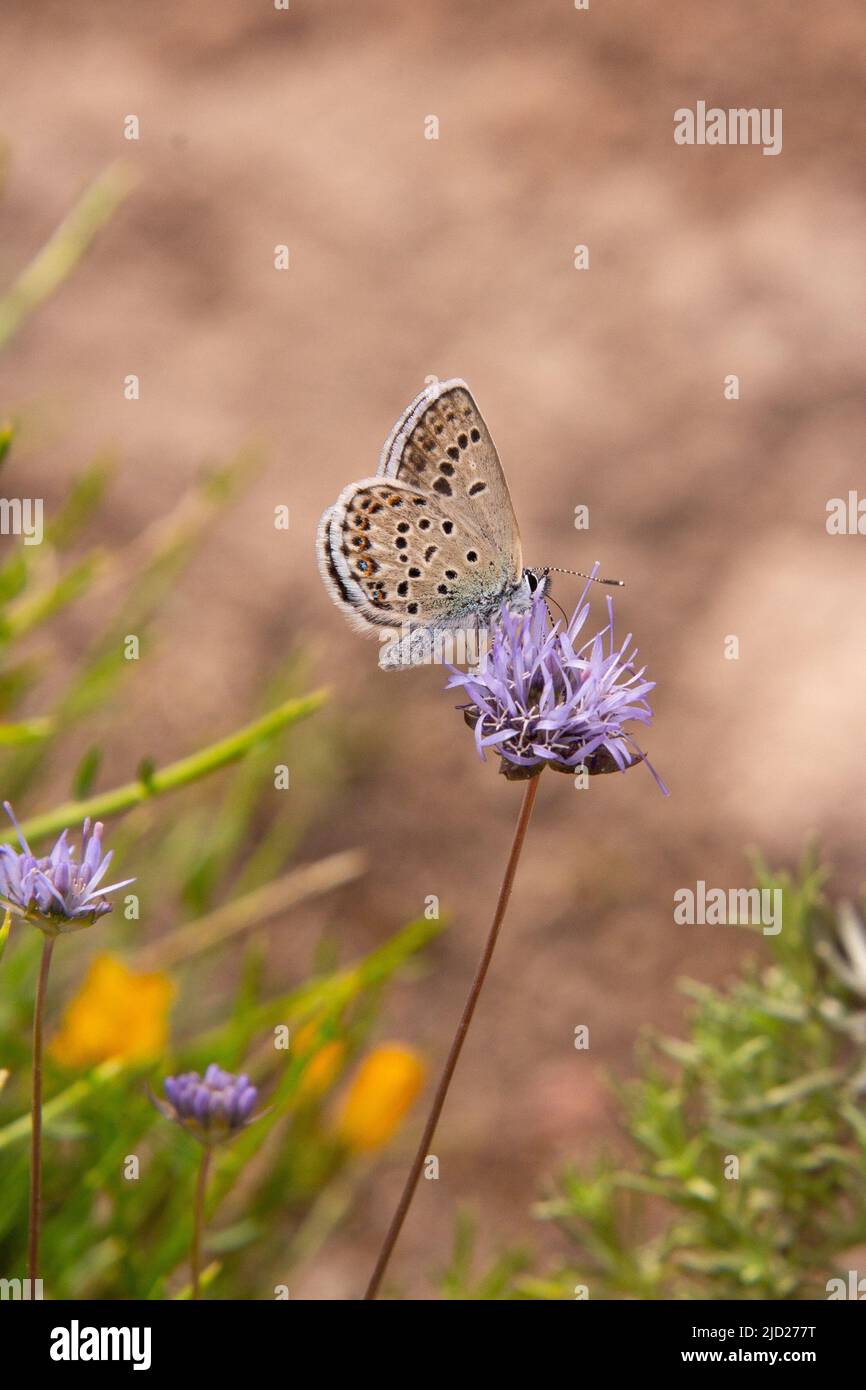 Lycaeides o Plebejus villai farfalla seduta sulla punta di pecora (jasione montana) fiore visto sul sentiero del santuario delle farfalle (santuario delle farfalle), Foto Stock