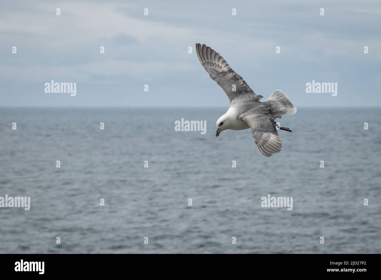 Un fulmar settentrionale che vola con le sue ali distese sopra un mare calmo Foto Stock