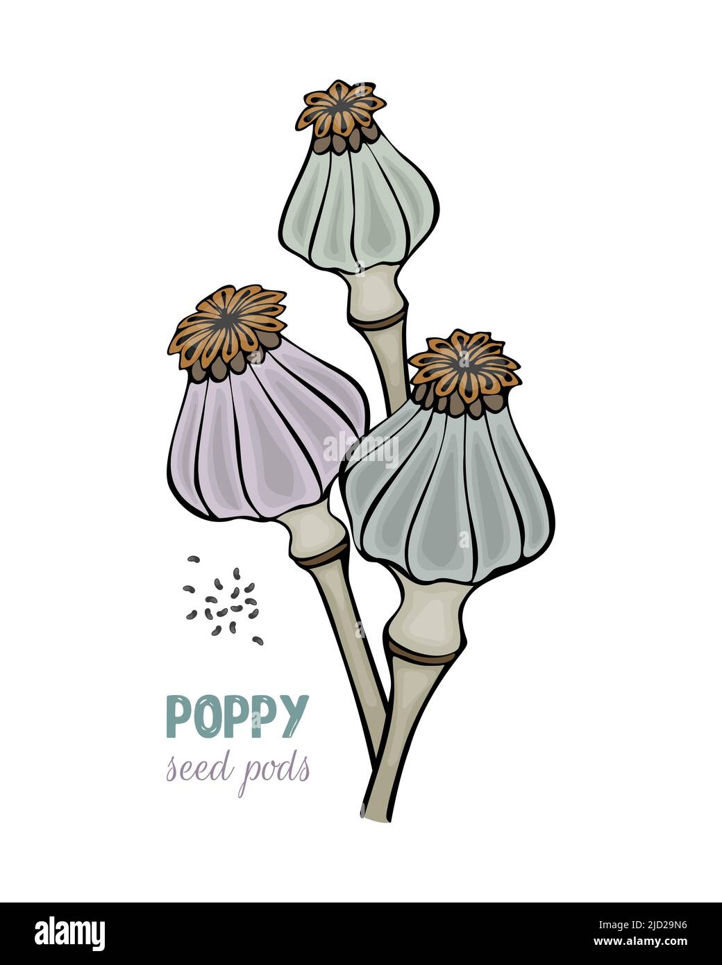 Cialde di semi di papavero Doodle disegnato a mano, isolato, sfondo bianco. Illustrazione vettoriale Illustrazione Vettoriale