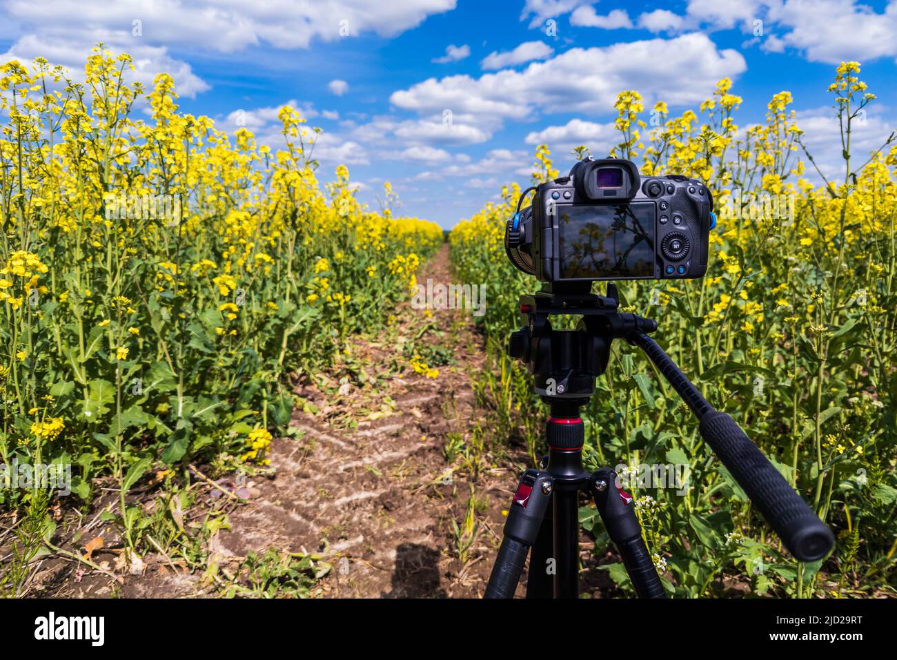 moderna fotocamera professionale senza mirrorless su cavalletto che scatta sul campo giallo su cavalletto, primo piano Foto Stock