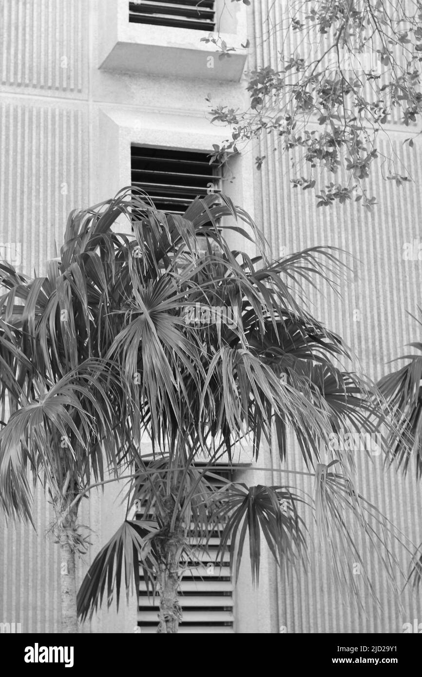 Palme tropicali che crescono davanti ad un edificio bianco con persiane in bianco e nero. Foto Stock