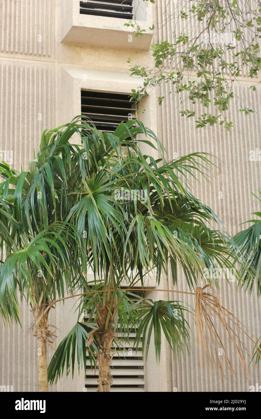 Palme tropicali che crescono davanti ad un edificio bianco con persiane uragane. Foto Stock