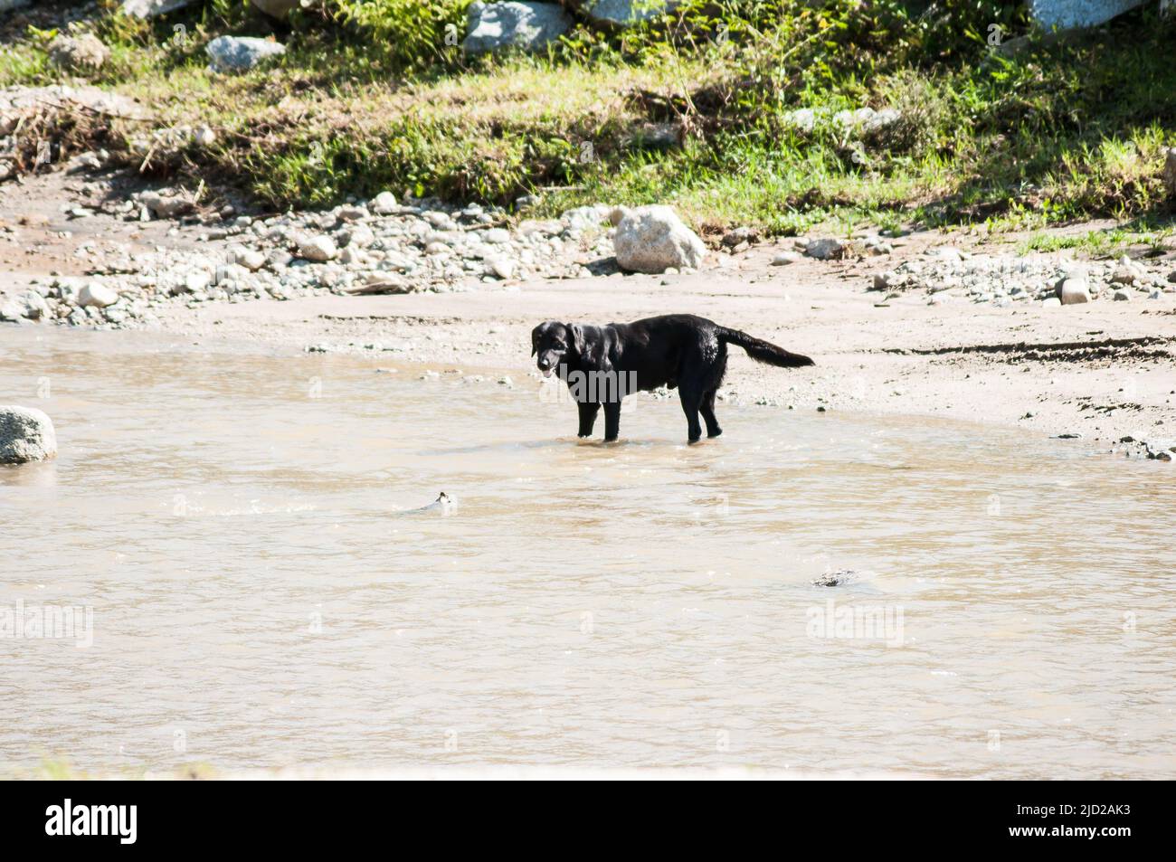 Cane che gioca nell'acqua del fiume. Foto Stock