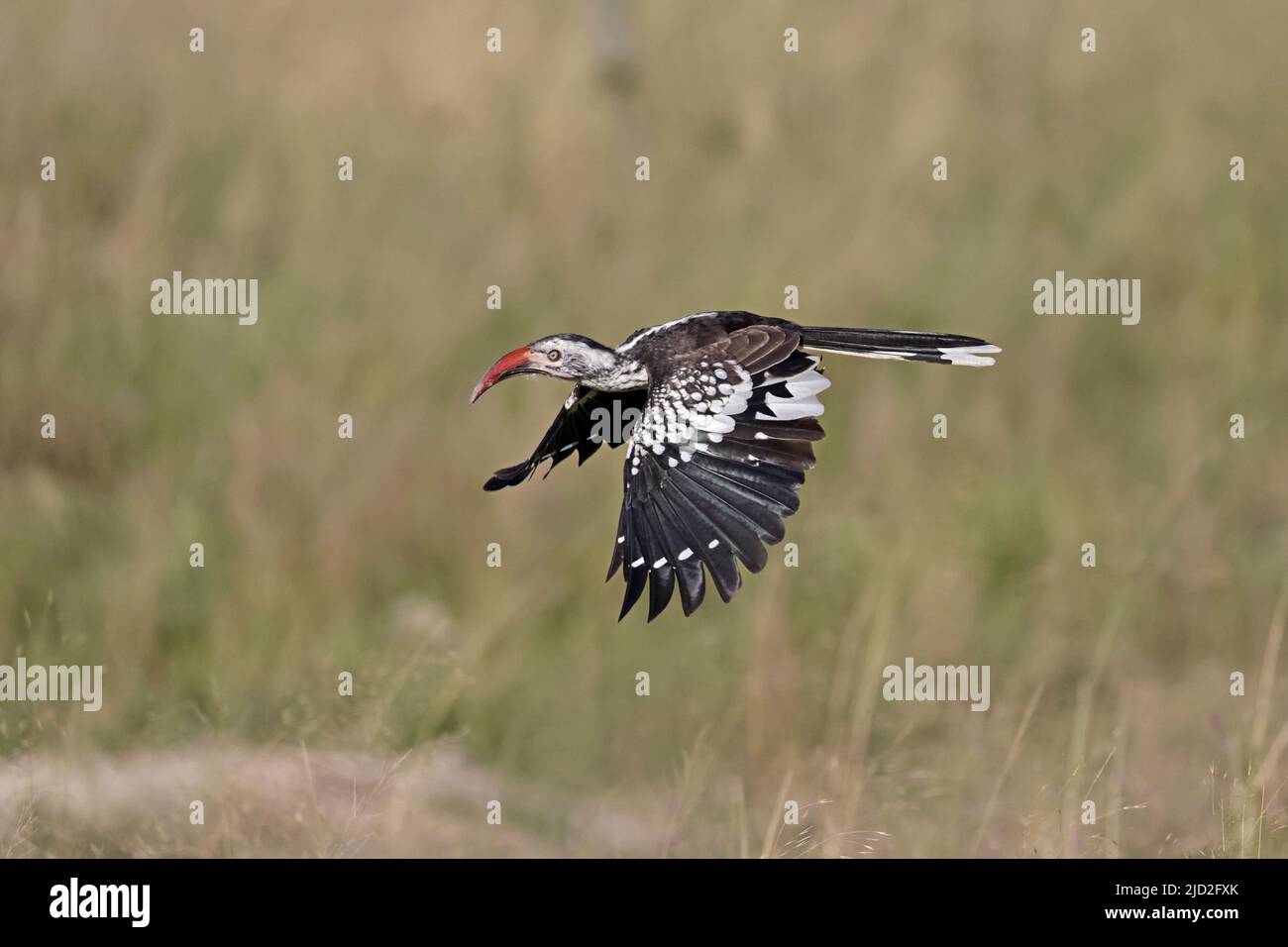 Hornbill con fatturazione rossa in volo al Parco Nazionale di Khwai Chobe Botswana Foto Stock