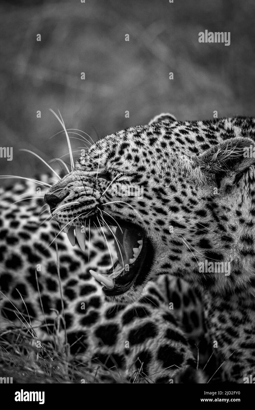 Leopardo femminile in bianco e nero nel Parco Nazionale di Kruger, Sudafrica. Foto Stock