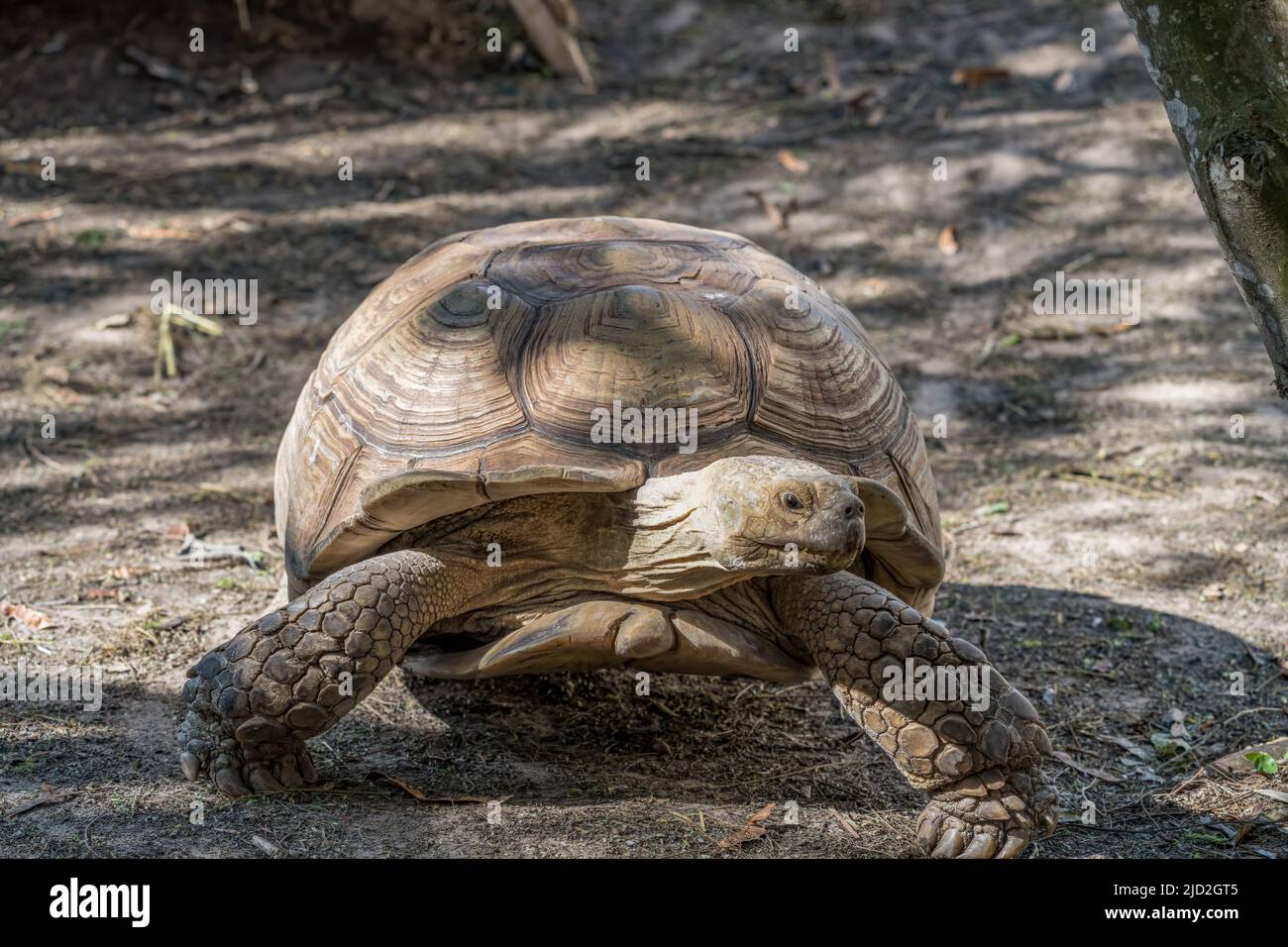 Tartaruga o tartaruga sulcata africana, la sulcata di Centrochelyx, nel South Padre Island Birding & Nature Center, Texas. Foto Stock