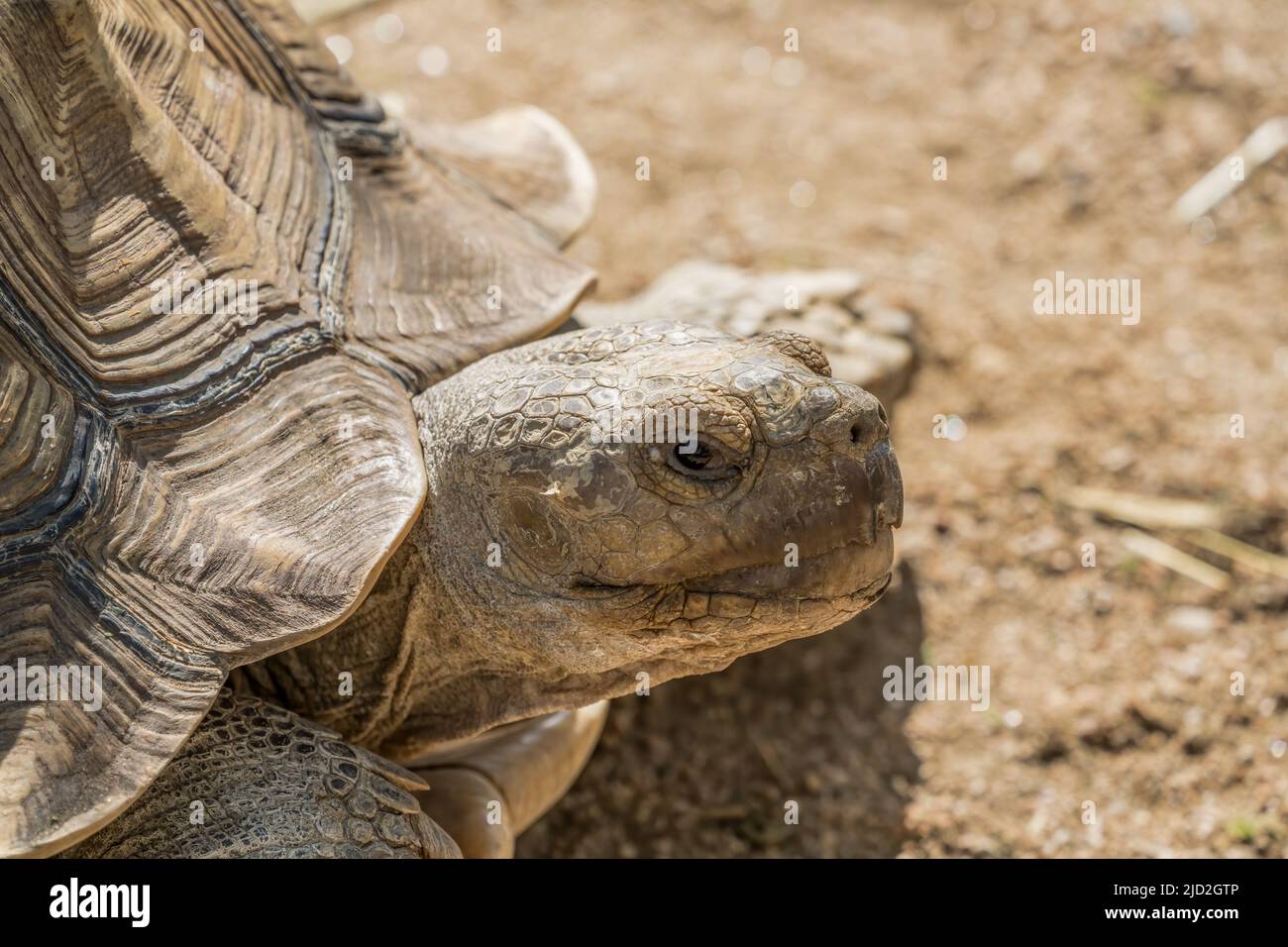 Tartaruga o tartaruga sulcata africana, la sulcata di Centrochelyx, nel South Padre Island Birding & Nature Center, Texas. Foto Stock