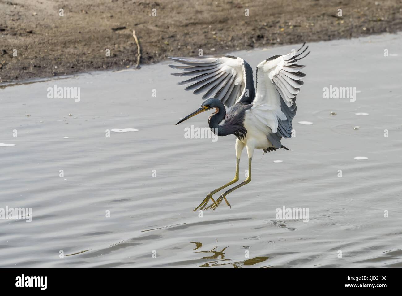 Un Erone tricolorato, Egretta tricolore, atterra in una palude paludosa nel South Padre Island Birding Center in Texas. Foto Stock