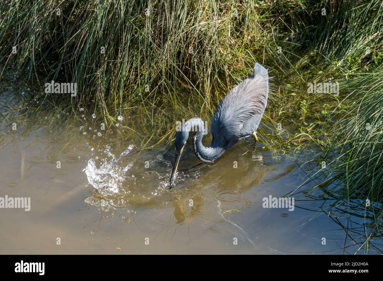 Un Erone tricolorato, Egretta tricolore, colpisce un pesce in una palude paludosa nel South Padre Island Birding Center, Texas. Foto Stock