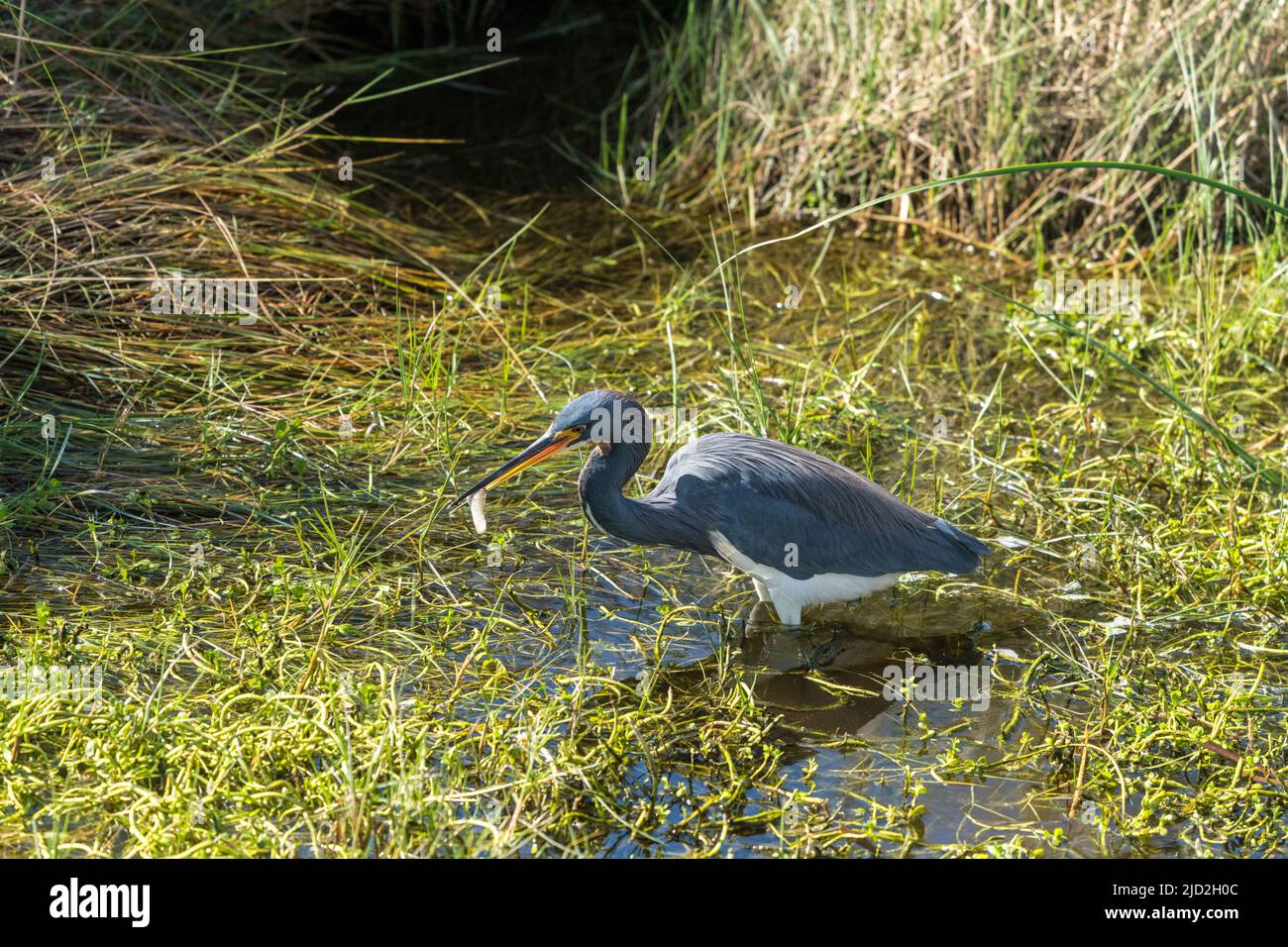 Un Erone tricolorato, Egretta tricolore, con un piccolo pesce in una palude paludosa nel South Padre Island Birding Center, Texas. Foto Stock