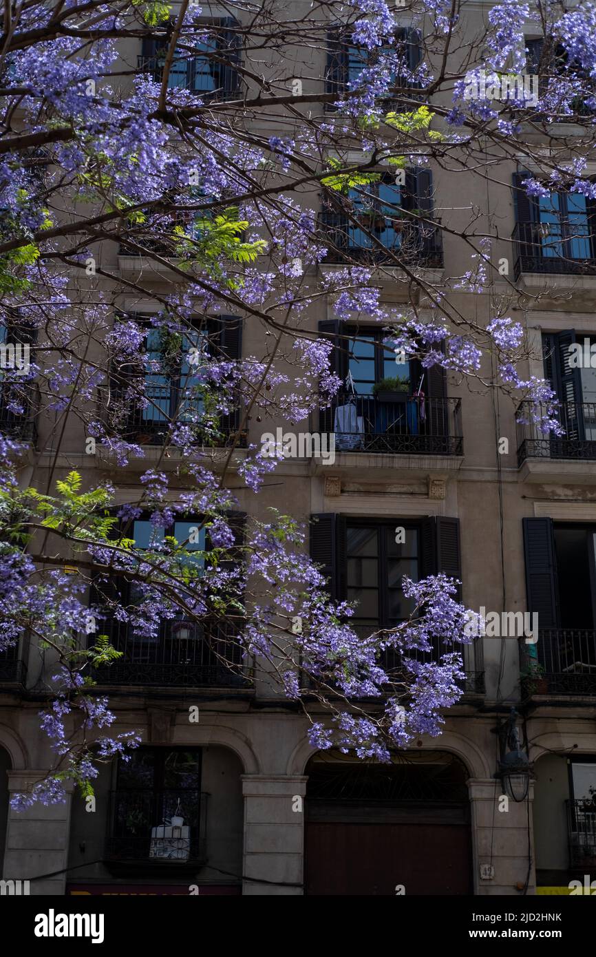 Alberi di Jacaranda nella città di Barcellona, Spagna. Foto Stock