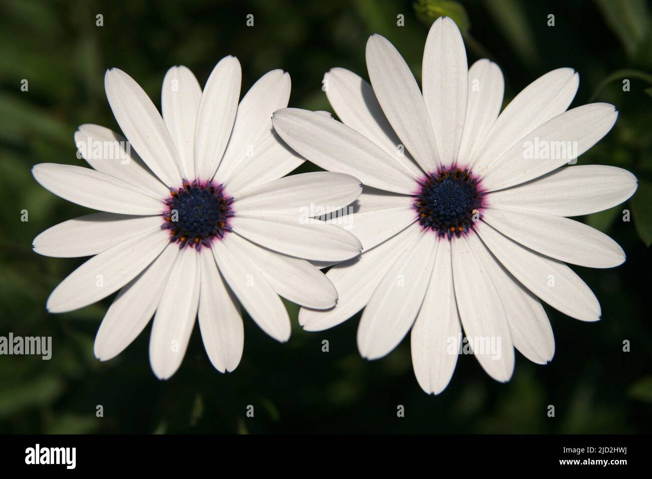 Due fiori a margherita (Dimorphotheca puvialis), Voortrekker Monument Gardens, Pretoria/Tshwane, Gauteng, Sudafrica. Foto Stock