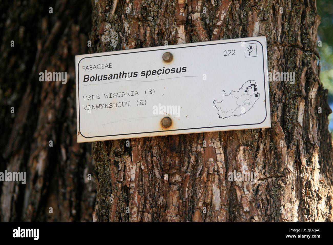 Cartello su Tree Wisteria (Bolusanthus speciosus), Pretoria National Botanical Garden, Pretoria/Tshwane, Gauteng, Sudafrica. Foto Stock