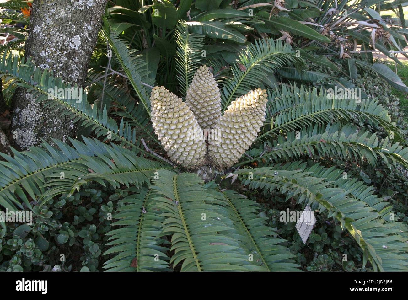 Cycad dell'albero del pane, Giardino Botanico Nazionale di Pretoria, Pretoria/Tshwane, Gauteng, Sudafrica. Foto Stock