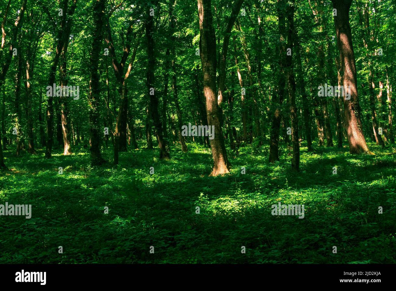 paesaggio naturale boscoso, foresta temperata a foglia larga Foto Stock
