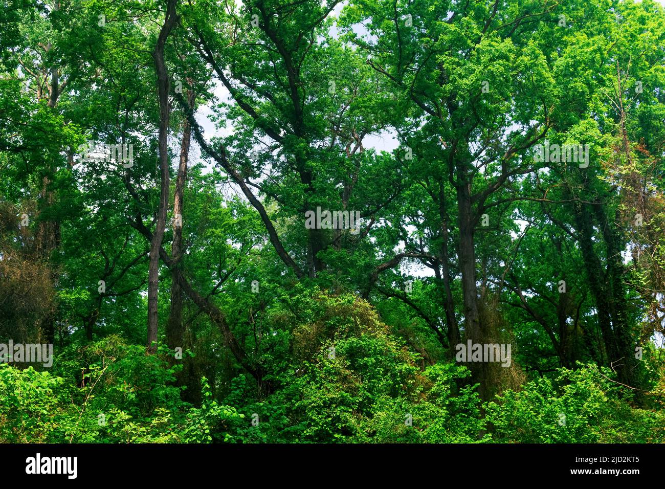 corone e tronchi di alberi alti in una foresta di liana subtropicale a foglia larga Foto Stock