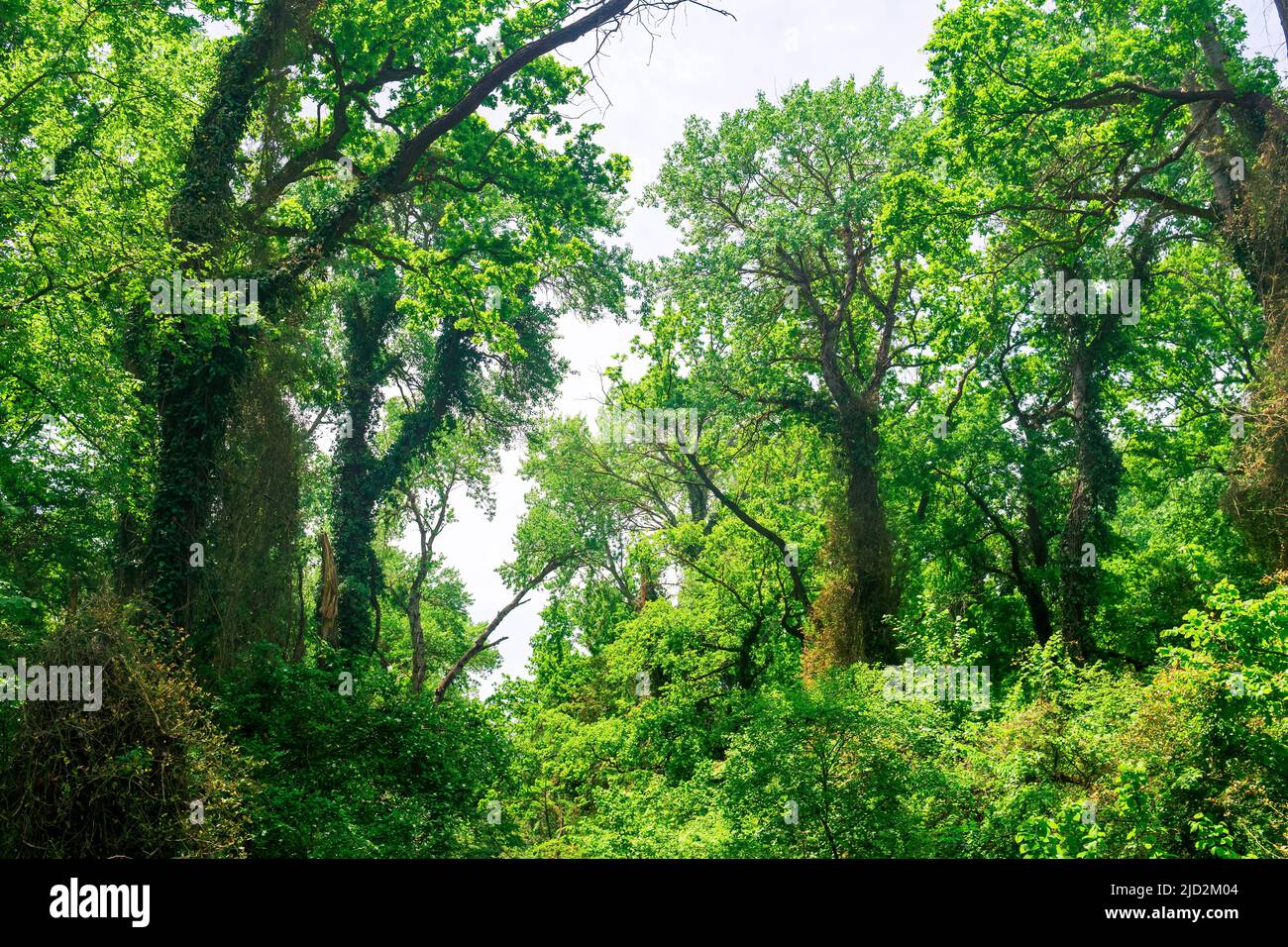 Alberi coperti da liana in una foresta subtropicale a foglia larga nel delta del fiume Samur Foto Stock