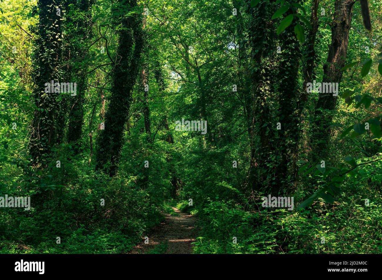 strada sterrata attraverso la foresta subtropicale di liana Foto Stock