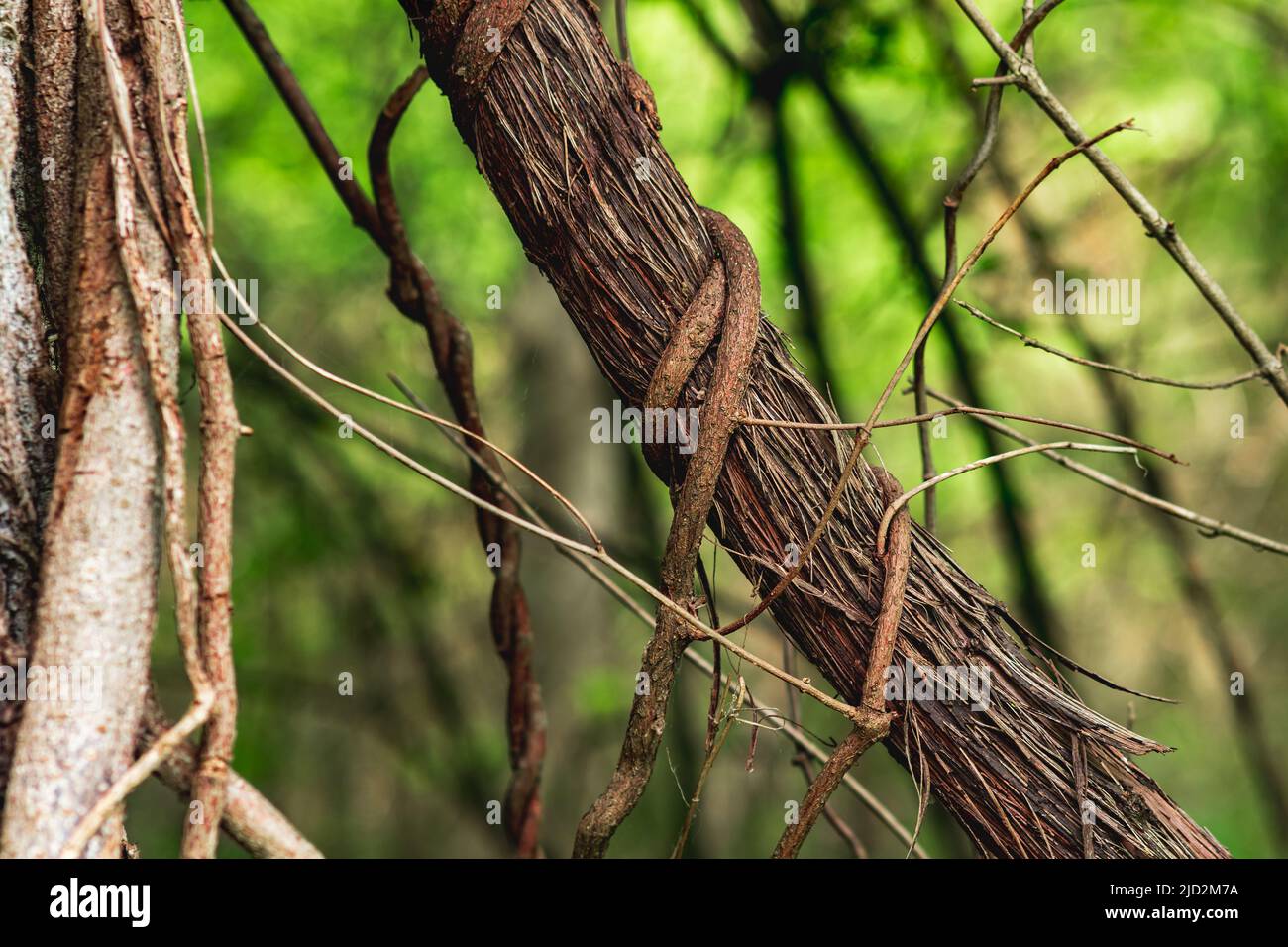 steli di arrampicata e piante striscianti in un vicino foresta subtropicale Foto Stock