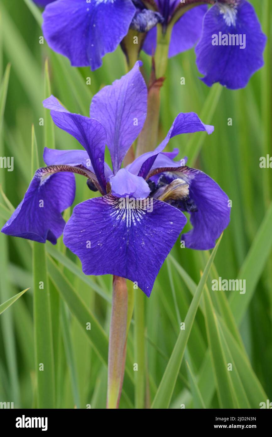 Iris sibirica Cesari Fratello bandiera siberiana Iris fiori violacei intensi Foto Stock