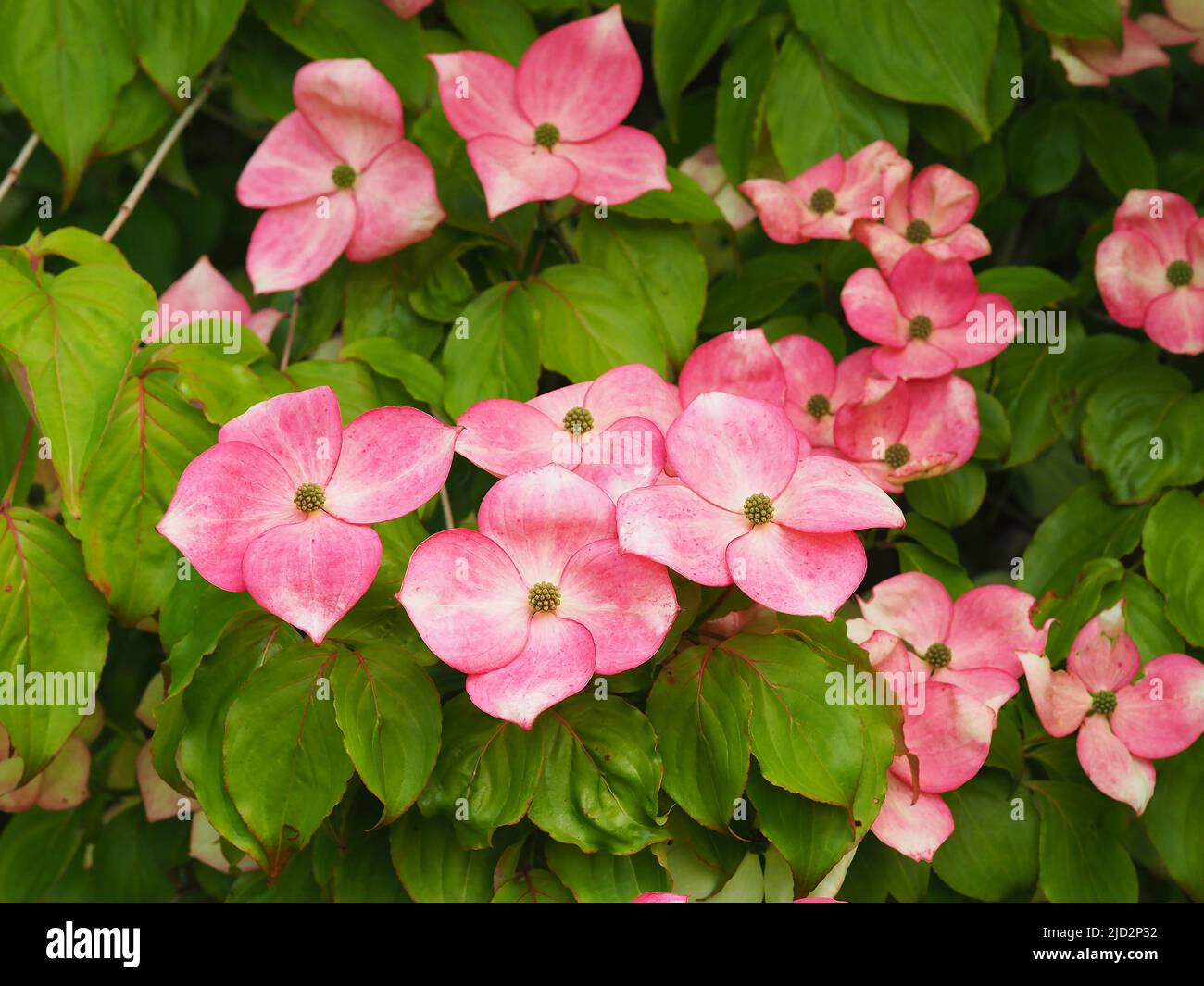 Fiori rosa su un arbusto di dogwood, Cornus kousa Miss Satomi Foto Stock