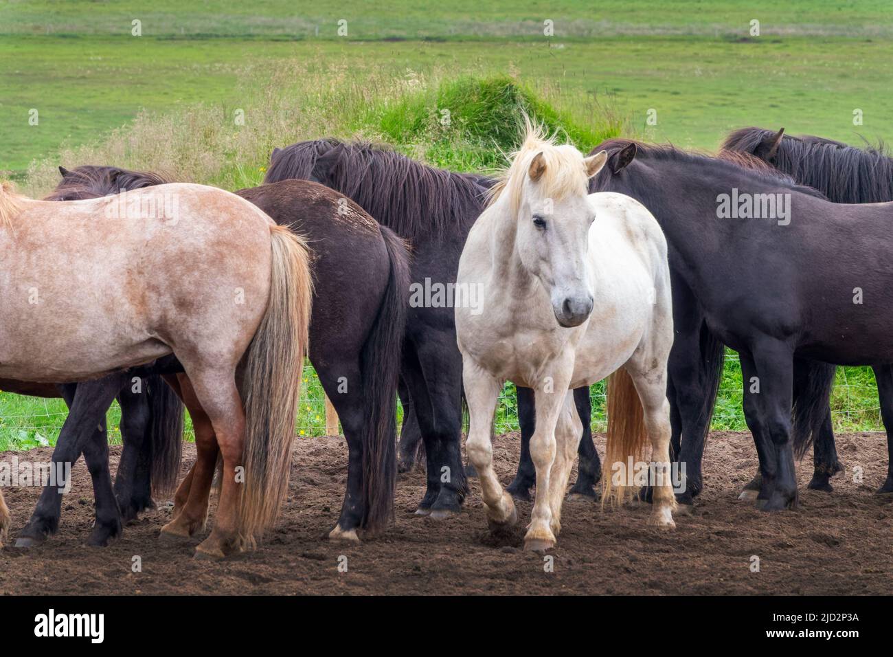 Primo piano di una mandria di cavalli islandesi in Islanda Foto Stock