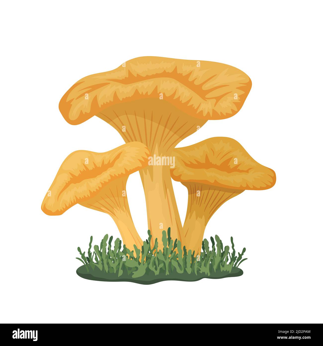 Vettore tre Chanterelle funghi sul prato. Set di funghi Cartoon giallo Chanterelle disegnato a mano isolato. Modello di progetto, clipart. Cantarello Illustrazione Vettoriale