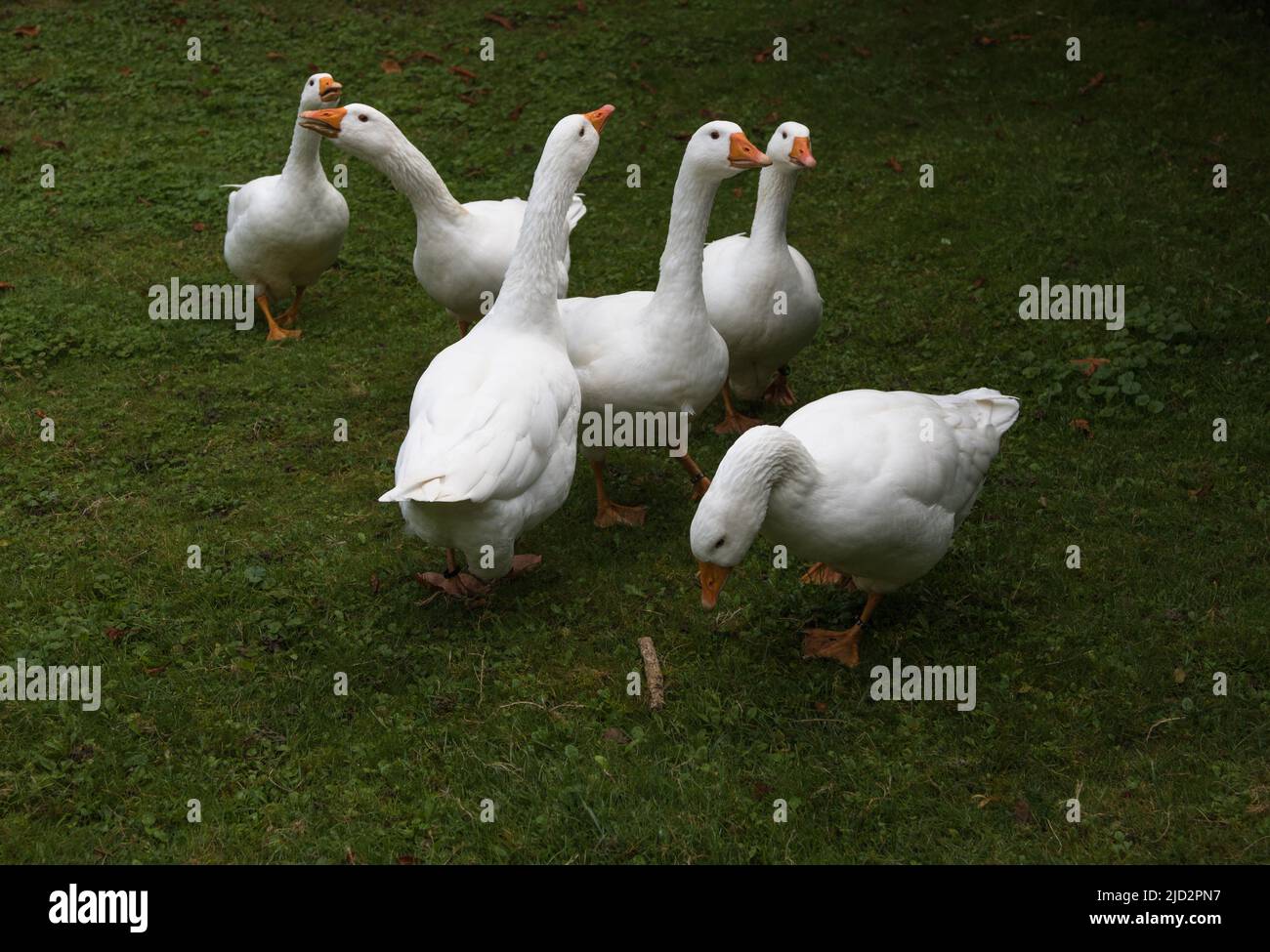 Sei oche bianche che cackling discutono le notizie del giorno Foto Stock