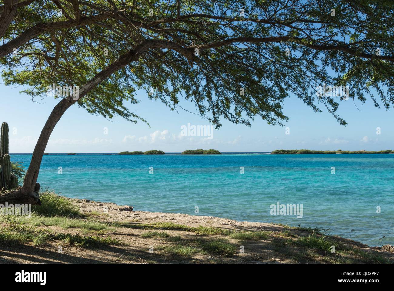 Divi-divi tree rivolta verso il mare turchese in Aruba Foto Stock