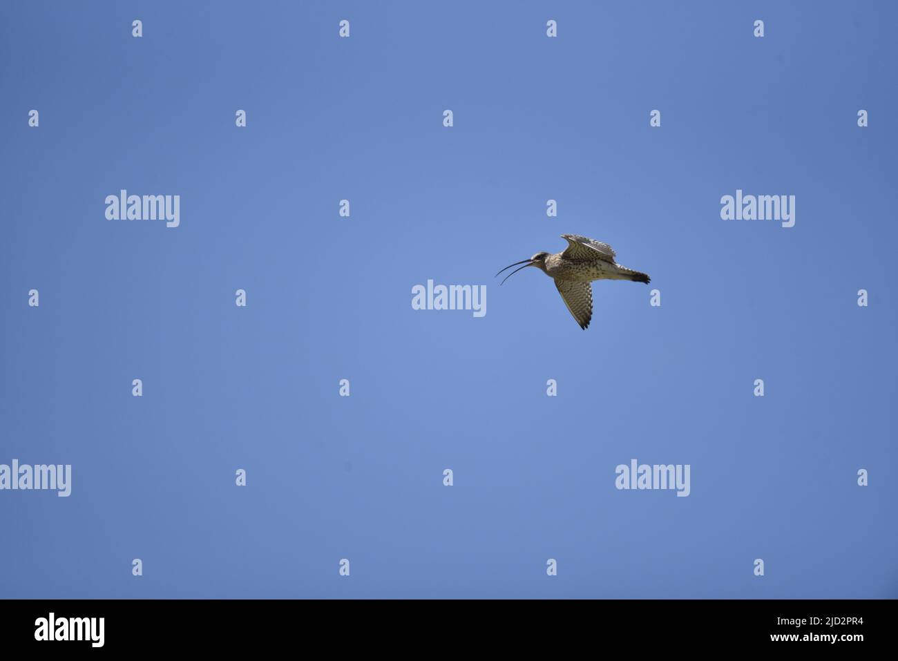 Curlew eurasiatico (Numenius arquata) a destra dell'immagine, Copia spazio a sinistra, volo da destra a sinistra contro un cielo blu, con becco aperto, sull'isola di Man Foto Stock