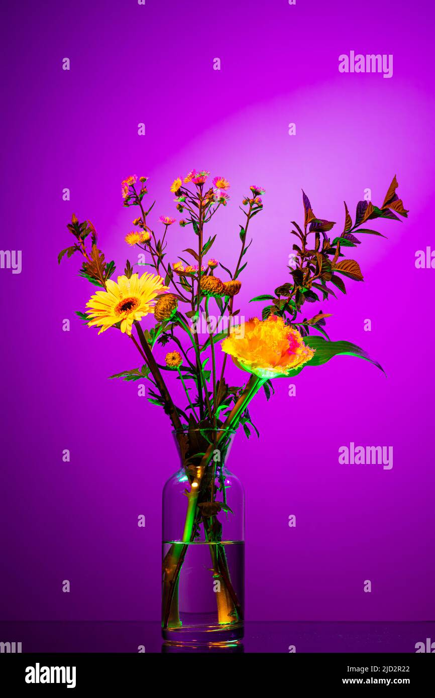 Bouquet estivo di fiori, composizione floreale astratta in vaso di vetro su sfondo viola in luce al neon. Concetto di floristry, decorazioni Foto Stock